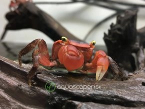 Krab Aubryi - Metasesarma / aubryi