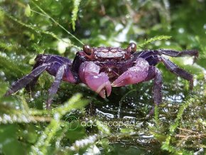 Krab Red Carnaval - Geosesarma / sp.red carnaval