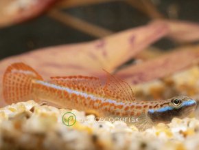 Hlaváč Goby -Stiphodon / red neon sumatra goby