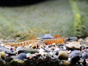 Hlaváč Goby -Stiphodon / red neon sumatra goby