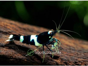 Kreveta - Caridina Bleck Panda