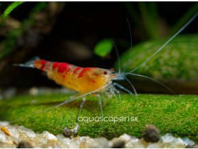 Kreveta - Golden Dragon/Red Calceo Orange Eyes