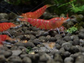 Kreveta - Caridina Super Red Tiger