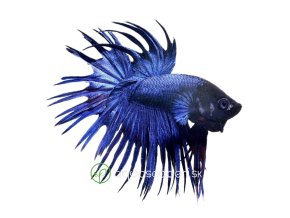 B74CDC0A 20BA 40E6 A1C4 1953B5C74618