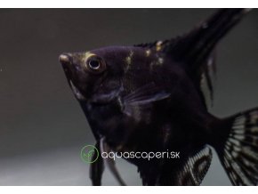 Skalár čierny -Pterophyllum scalare / black