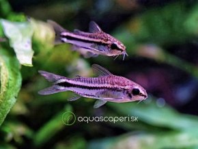 Pancierniček malý -Corydoras / pygmaeus