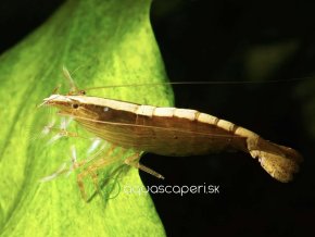 Kreveta Molucká - Atyopsis / moluccensis