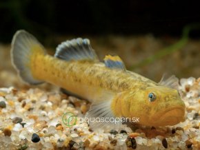 Hlaváč pustinný - Chamidogobius / eremius