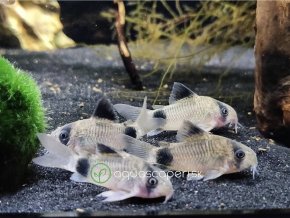 Pancierniček Panda - Corydoras / panda