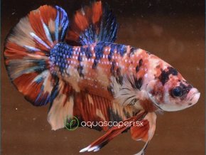 Bojovnica samec - Giant Nemo