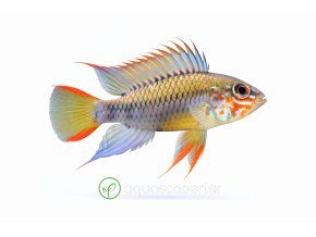 Apistogramma cacatuoides v plaveckej akcii