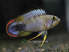 Cichlidka Panduro - Apistogramma / pandourini