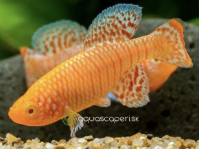 Kaprozúbka Rachova Albin - Nothobranchius / rachovii albino