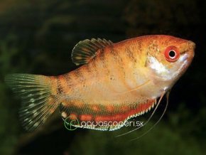 Gurama Červená - Trichogaster / trichopterus red