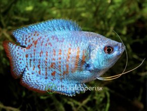 Koliza neonovo modra - Colisa / lalia cobalt dwarf