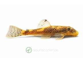 Bristlenose pleco v profile