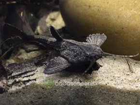 Pánvovec tmavý - Bunocephalus / coracoideus