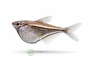 Marbled hatchetfish v profile