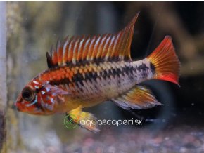 Cichlidka Macmasterova - Apistogramma / macmasteri red mask