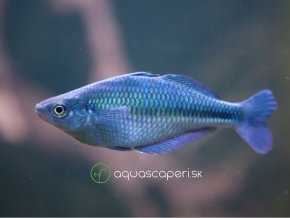 Aterínka jazerná - Melanotaenia / lacustris