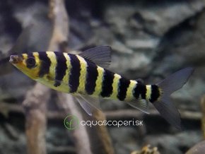 Hlavostojka pásiková - Leporinus / affinis