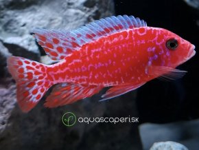Papuľovec Aulonocara Fire fish - Aulonocara / sp. firefish