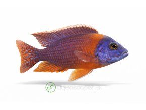 Africká cichlida v plavbe