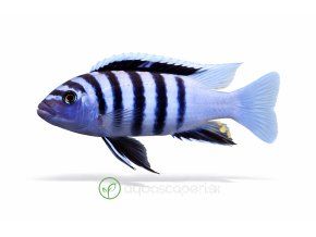Malawi modrý zebra cichlíd