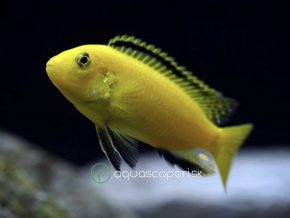 Papuľovec - Labidochromis / species yelow