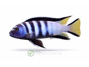 Zebra Mbuna s jasnými farbami