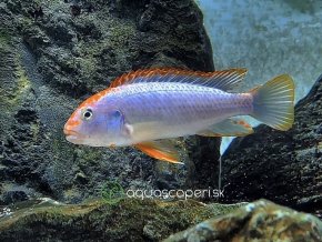 Papuľovec - Pseudotropheus / sp. red top ndumbi