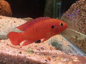 Ostriežik červený - Hemichromis / guttatus