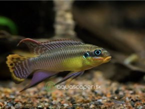 Ostriežik zlatový - Pelvicachromis / taeniatus molive