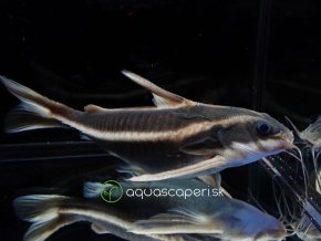 Trnovec bielopruhý - Platydoras / costatus