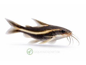 Pruhovaný raphaelský sumec