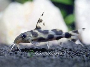 Sumček ozdobný - Synodontis / decorus
