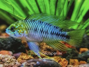 Cichlazoma Borelliho - Apistogramma / borelli - paraquai