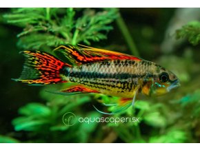 Cichlidka kakadu - Apistogramma / cacatuoides double red