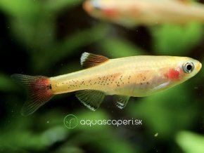 Kardinálka čínska zlata - Tanichthys / albonubes gold
