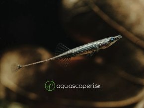 Ihlička barmská - Indostomus / paradoxus MINI NEEDLE