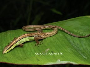 Jašterica - Bičochvost šesťpruhý - Takydromus / sexlineatus