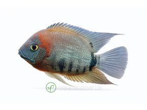 Cichlid fish against a white backdrop