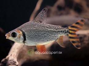 Prochilodus zelený - Semaprochilodus / taeniurus red fin