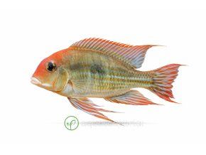 Cichlída ohnivé ústa v detaile