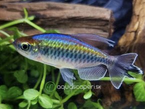 Afrotetra konžská - Phenacogrammus / interruptus