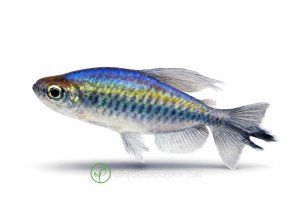 Tropická ryba v plnom profile