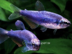 Tetra kráľovská super blue- Inpaichthys / kerri superblue