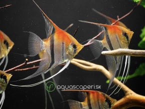 Skalár red beck - Pterophyllum scalare / manacapuru red beck