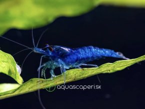 Neocaridina davidi Blue Dream