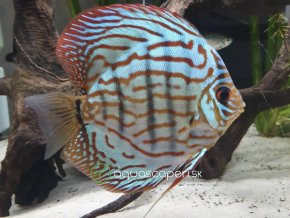 Diskus brilantový tyrkys - Symphysodon / Brilliant Turquoise